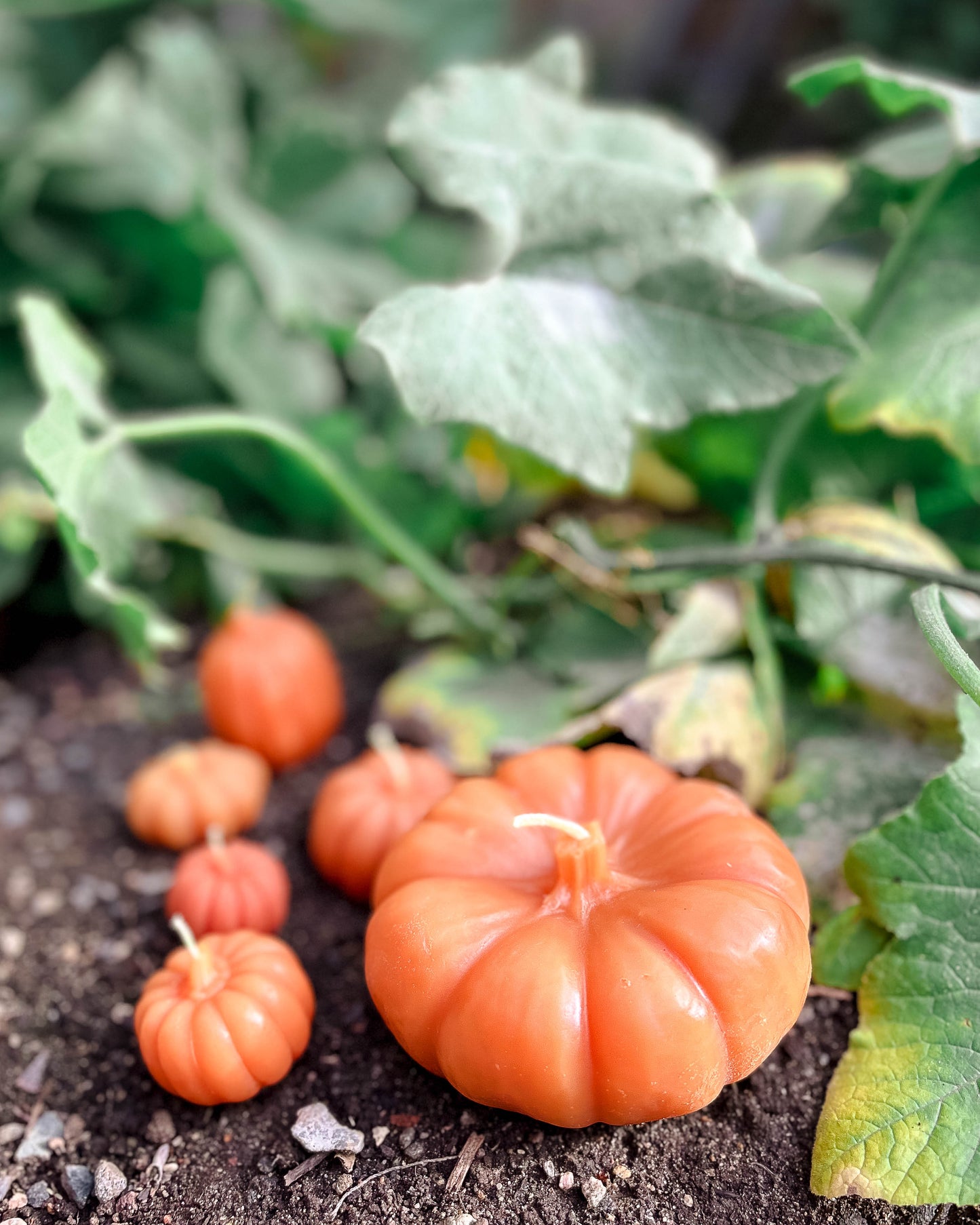 Pumpkins